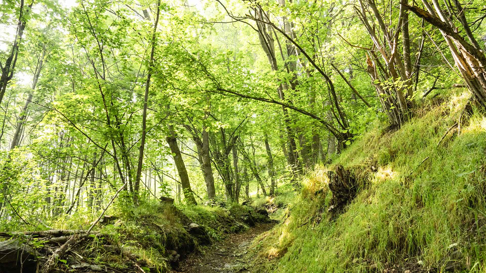 Sentiero immerso nel Bosco Ciampagna con vegetazione lussureggiante