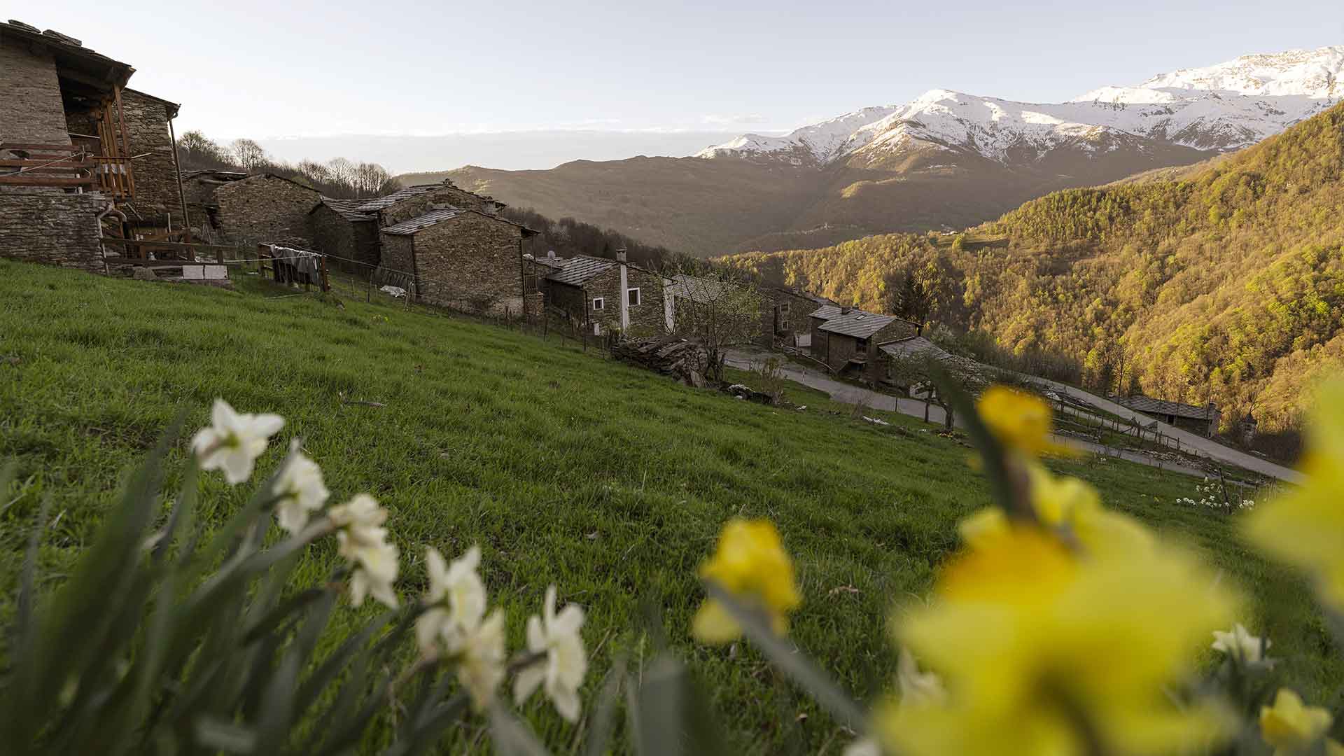 Borgata di Ostana con narcisi gialli in primavera, valle e cime innevate del Monviso sullo sfondo